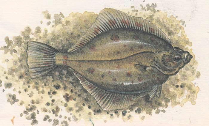 Камбалообразные рыбы - рисунок камбалы